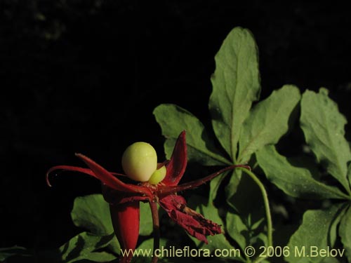 Фотография Tropaeolum speciosum (Coralito / Quintralito / Voqui). Щелкните, чтобы увеличить вырез.